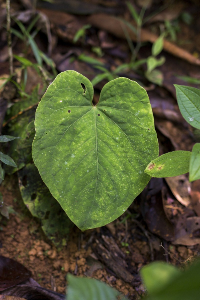 Anthurium kunayalense photo 2