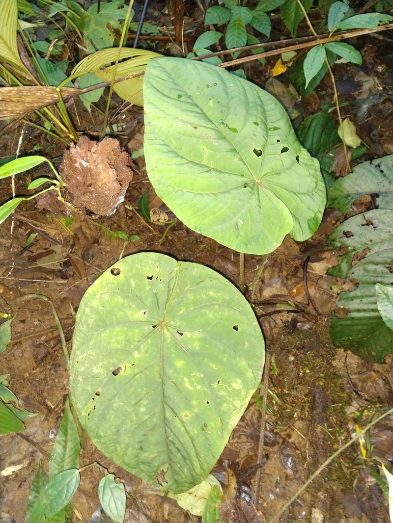 Anthurium kunayalense photo 3
