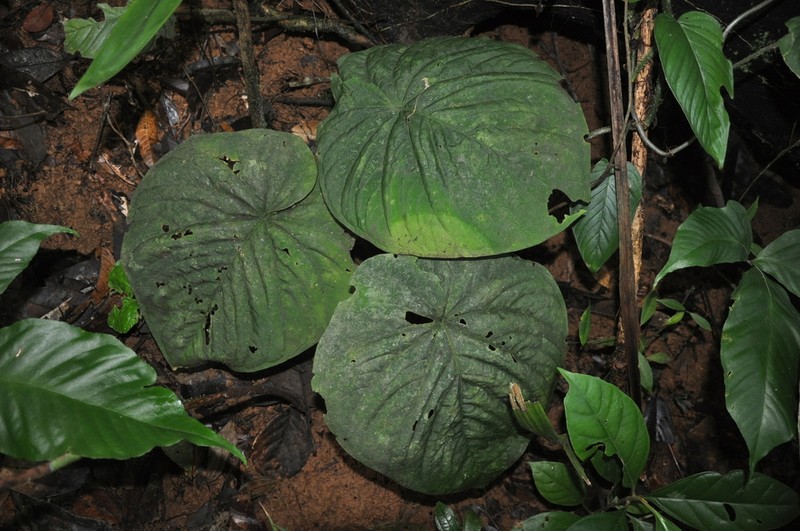 Anthurium kunayalense photo 4