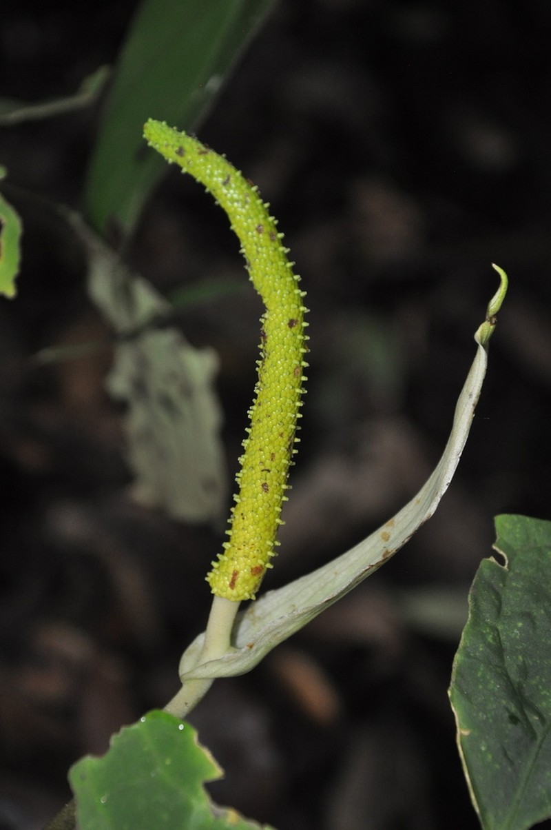 Anthurium kunayalense photo 5