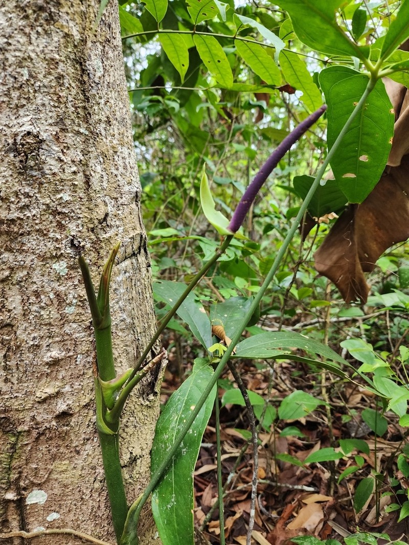 Anthurium kunthii