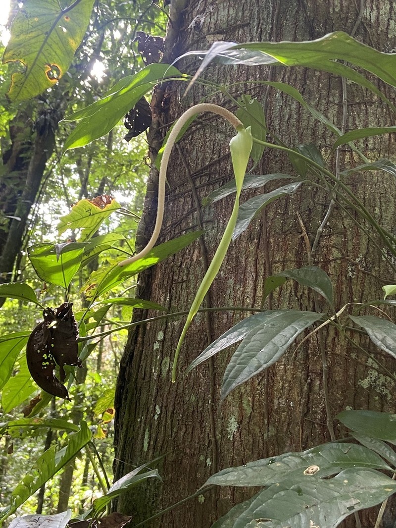 Anthurium kunthii photo 2
