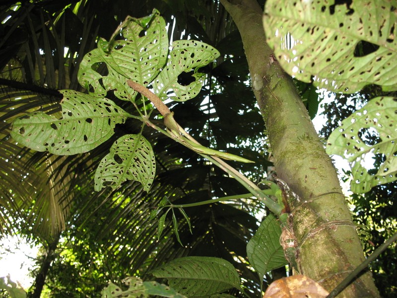 Anthurium kunthii photo 4