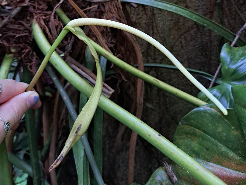 Anthurium kunthii photo 5