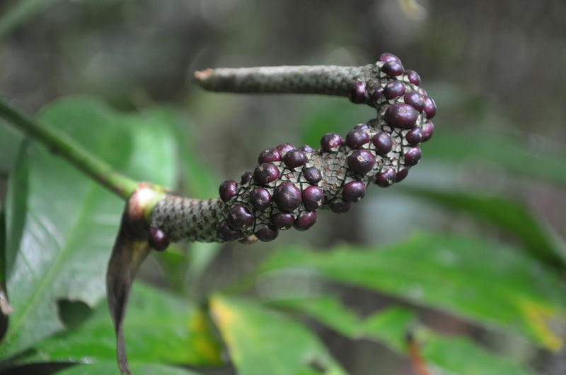 Anthurium kunthii photo 6