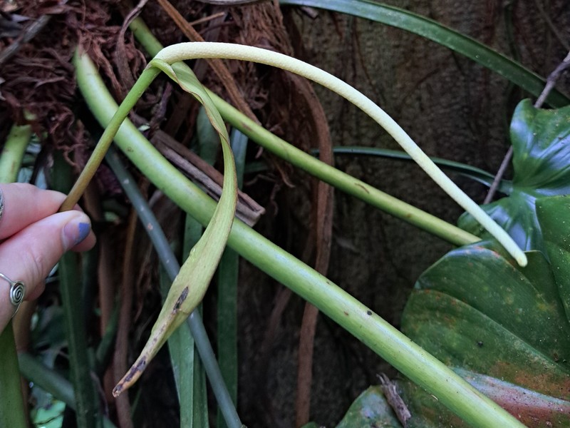 Anthurium kunthii photo 8