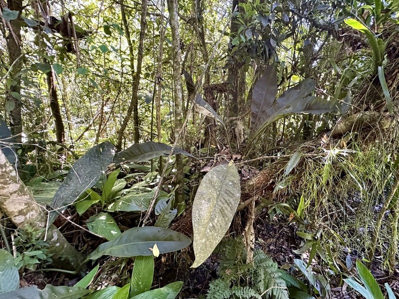 Anthurium lacerdae