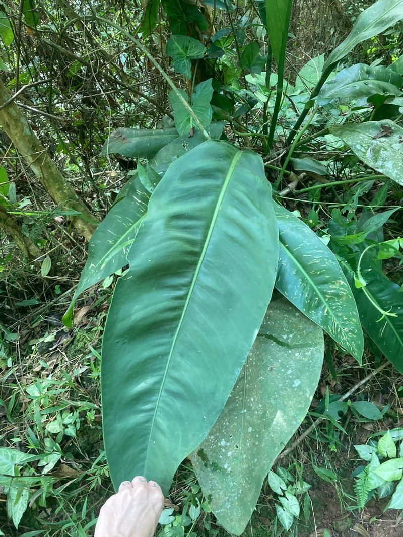 Anthurium lacerdae photo 2