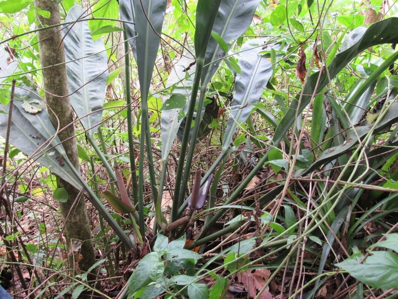 Anthurium lacerdae photo 3