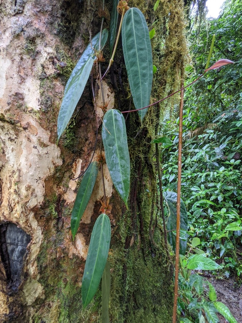Anthurium laciniosum