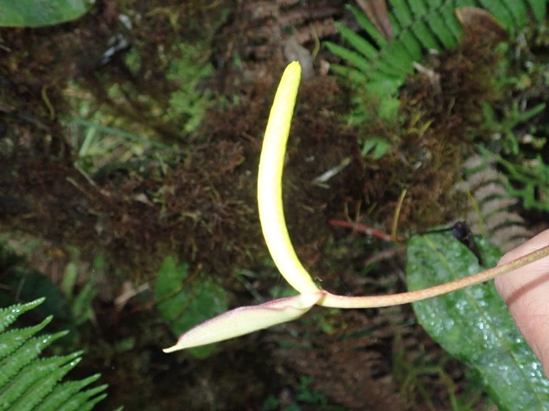 Anthurium laciniosum photo 2