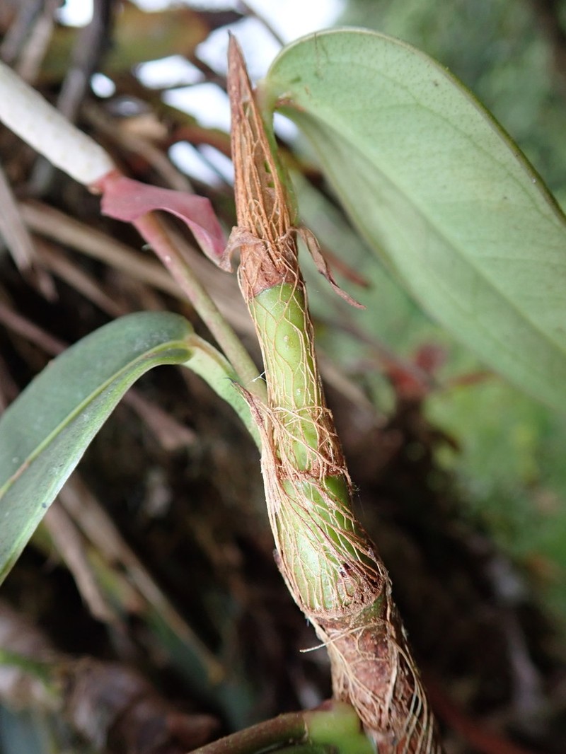 Anthurium laciniosum photo 3