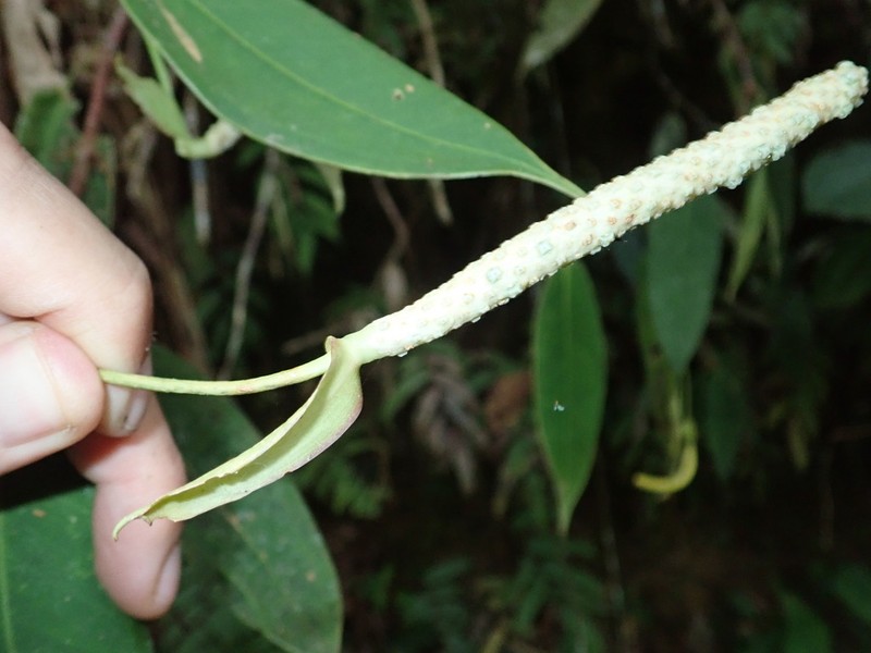 Anthurium laciniosum photo 4