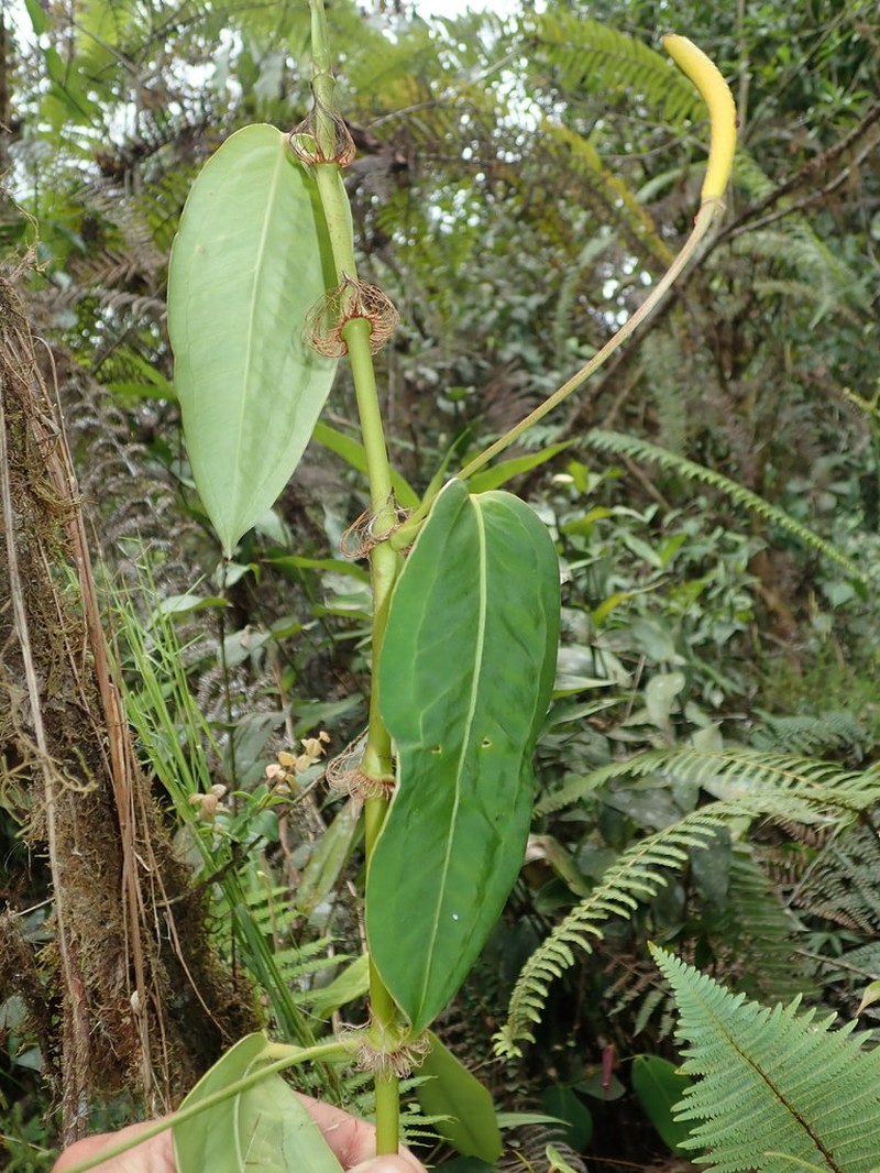 Anthurium laciniosum photo 5