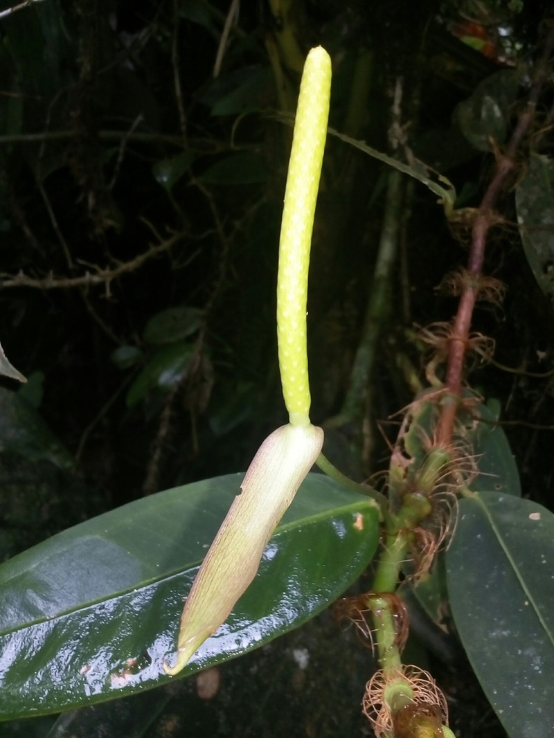 Anthurium laciniosum photo 6
