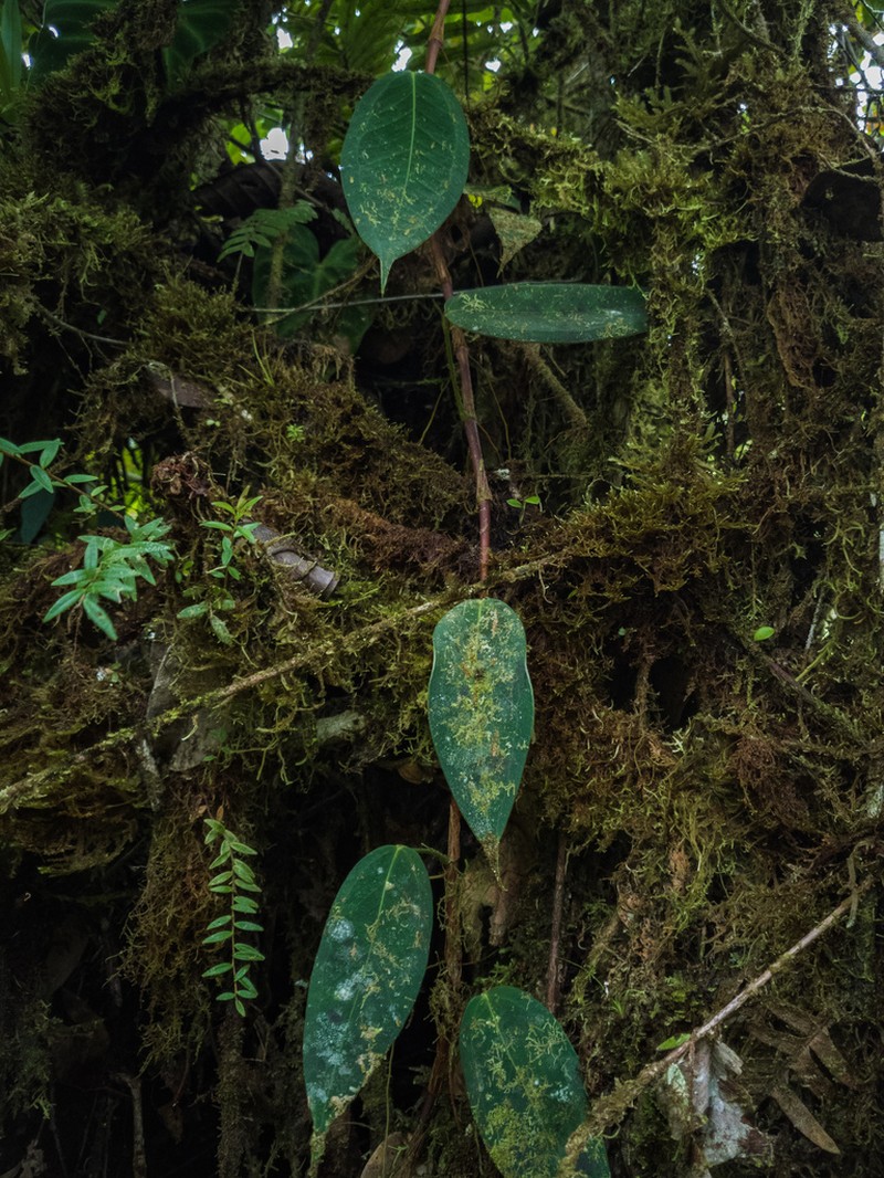 Anthurium laciniosum photo 8