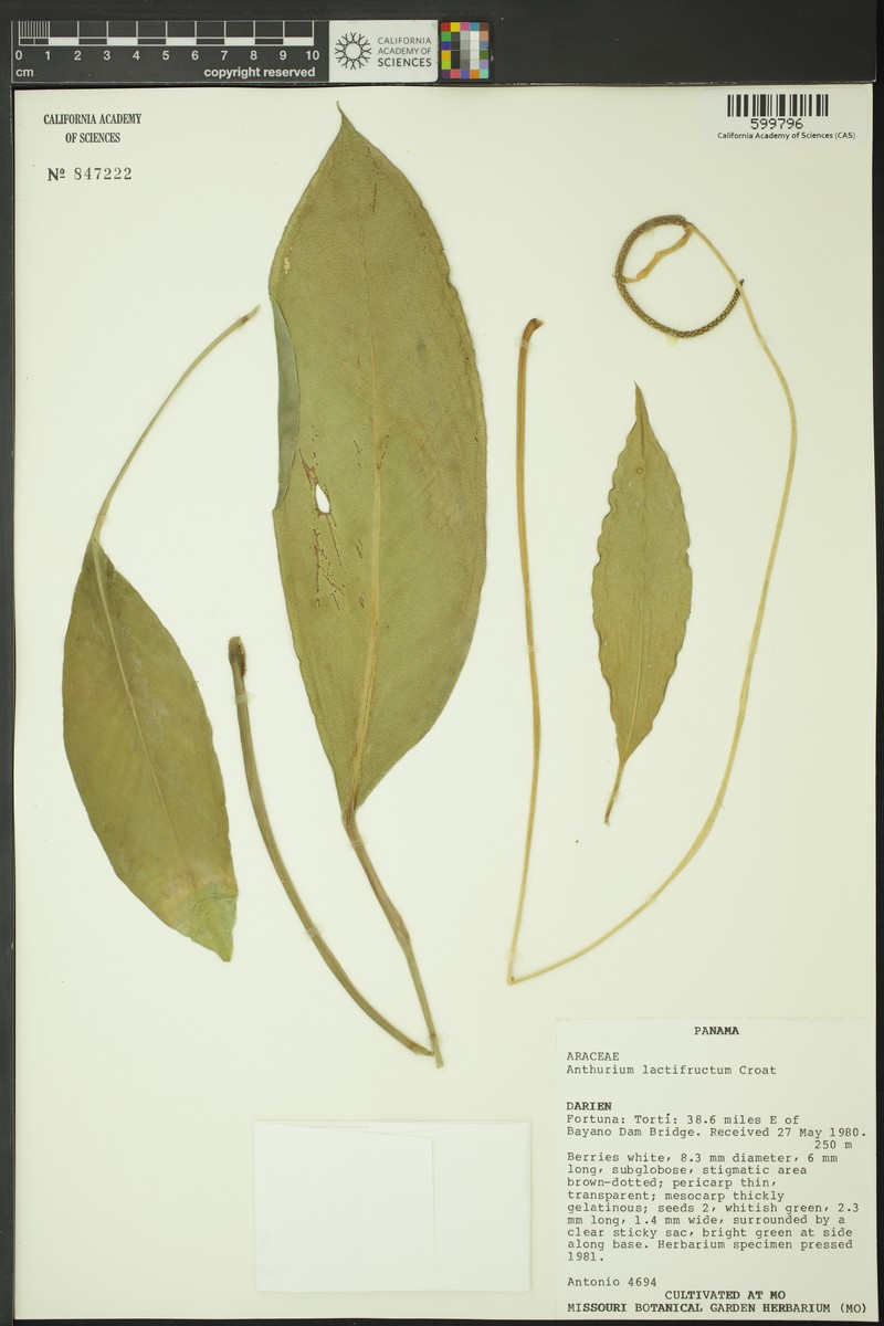 Anthurium lactifructum photo 2