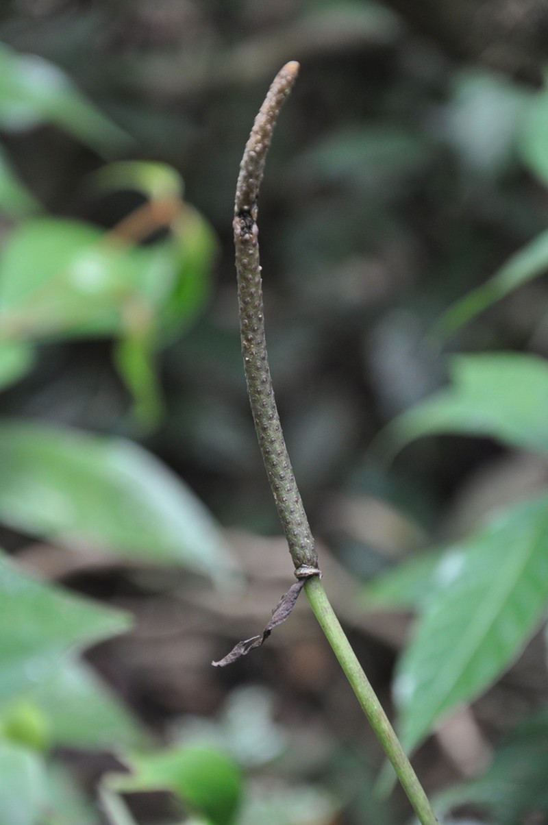 Anthurium lactifructum