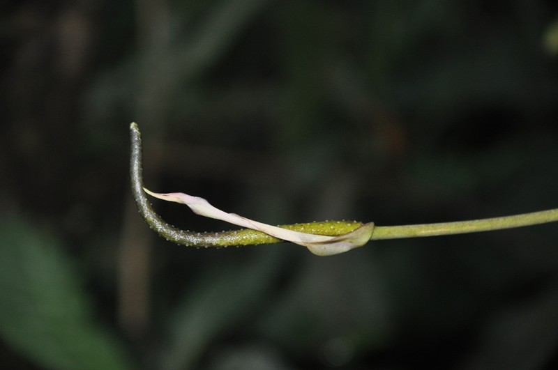 Anthurium lactifructum photo 3