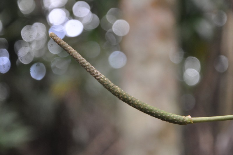 Anthurium lactifructum photo 4