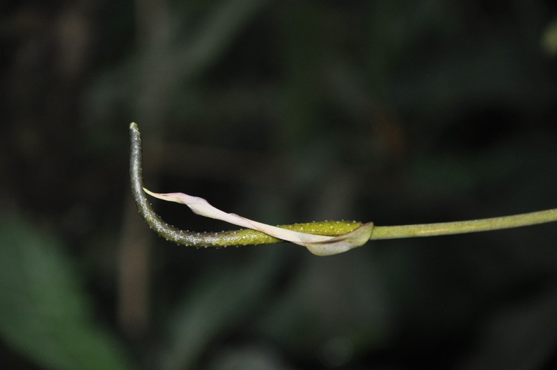 Anthurium lactifructum photo 7