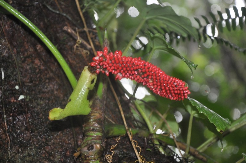 Anthurium laetevirens photo 2