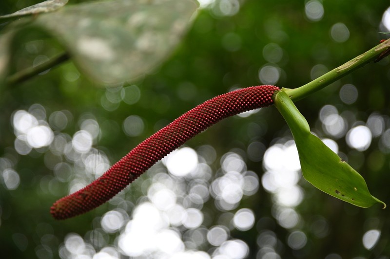 Anthurium laetevirens photo 3
