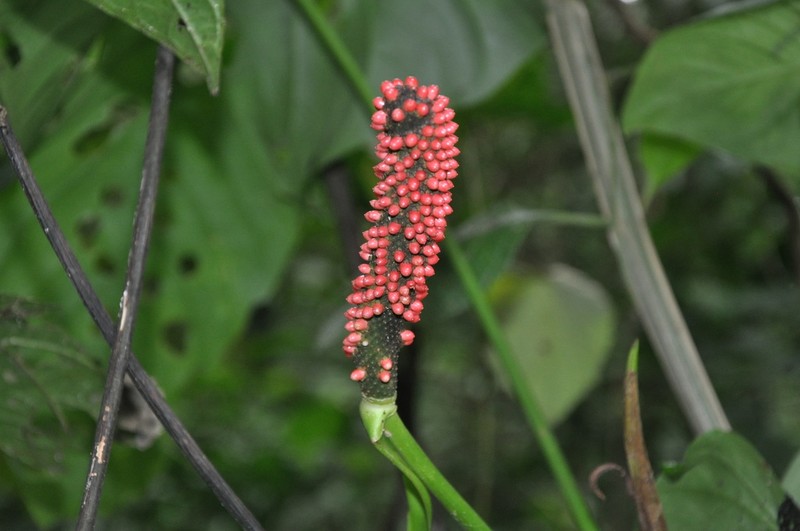 Anthurium laetevirens