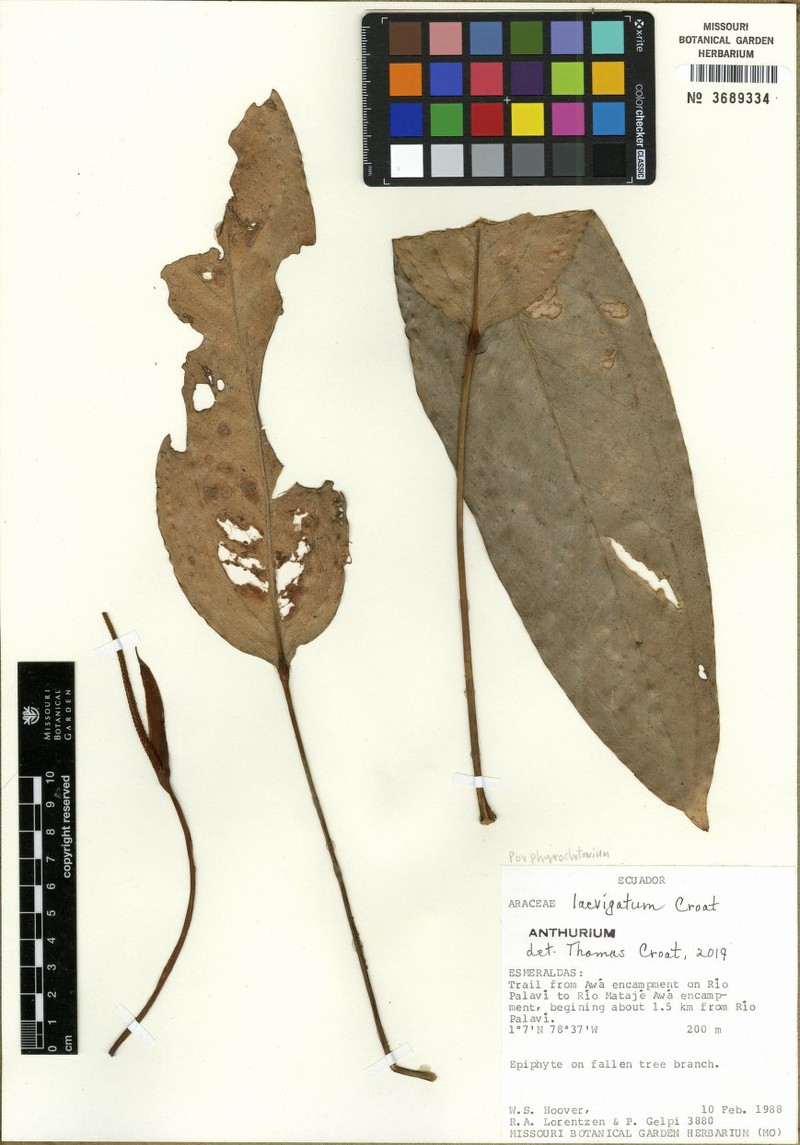 Anthurium laevigatum