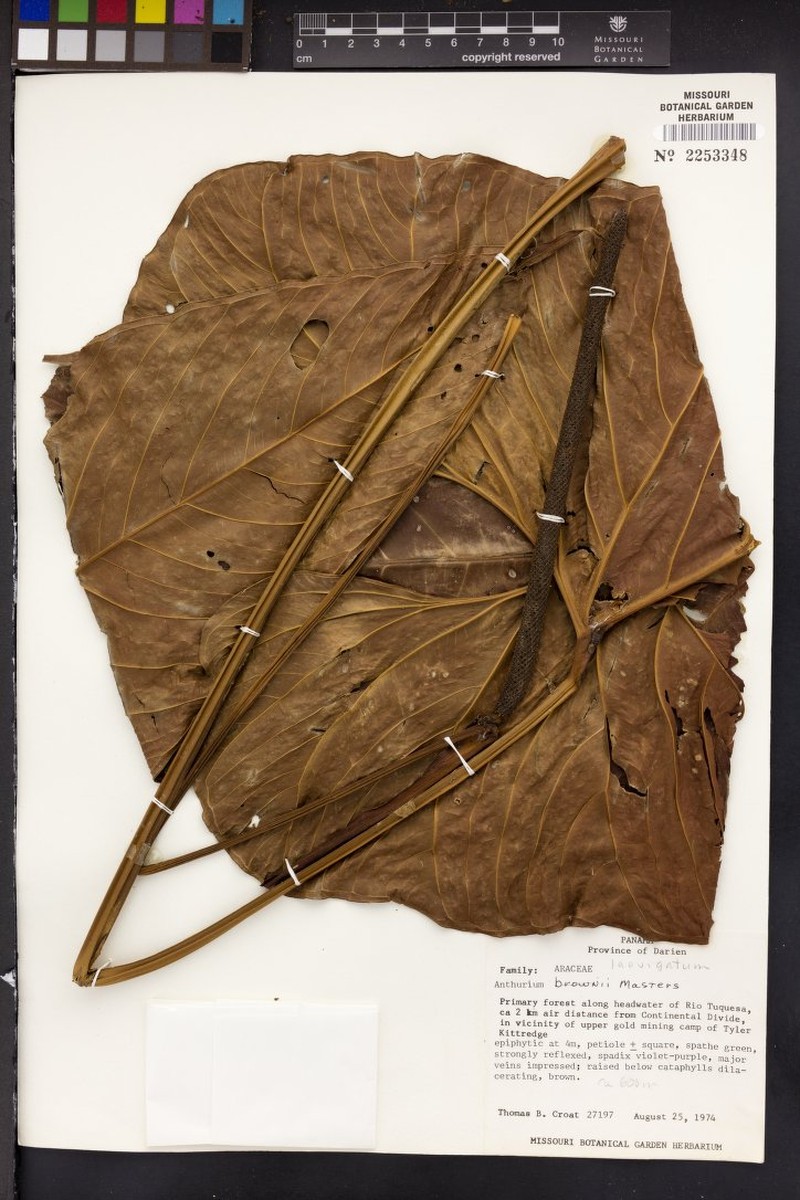 Anthurium laevigatum photo 3