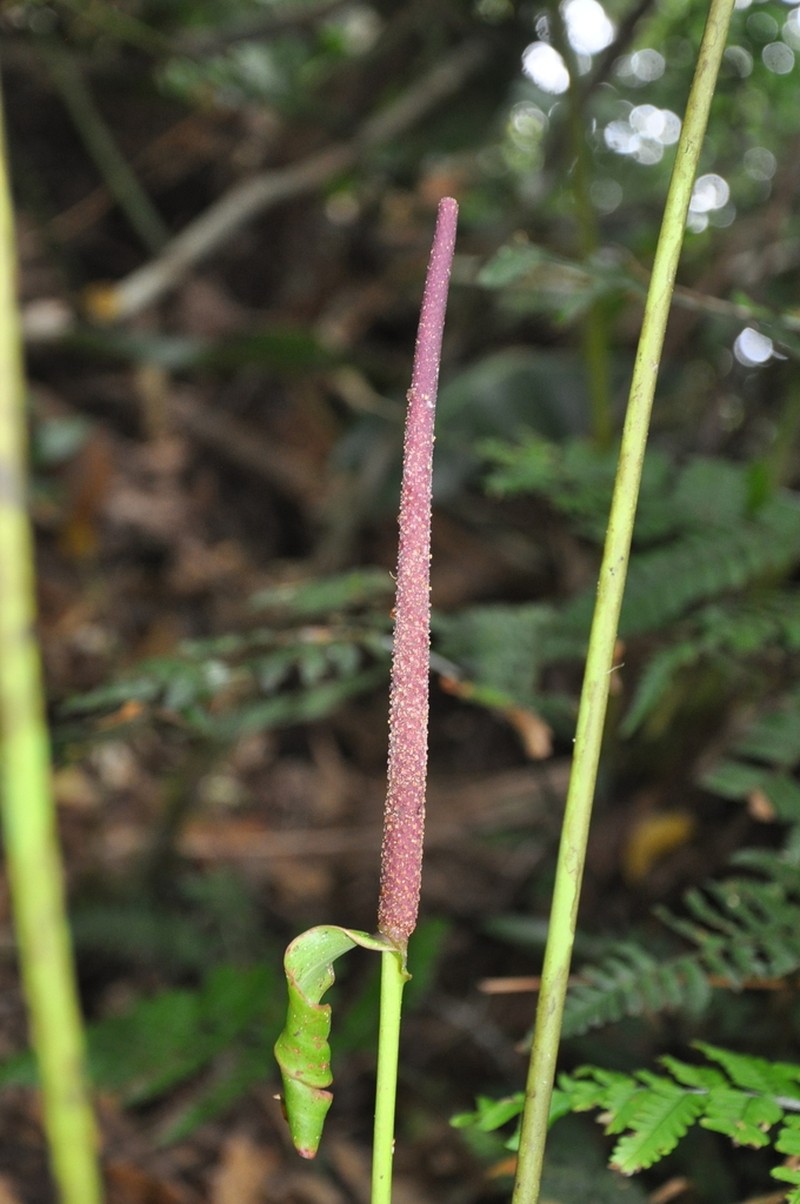 Anthurium laevum