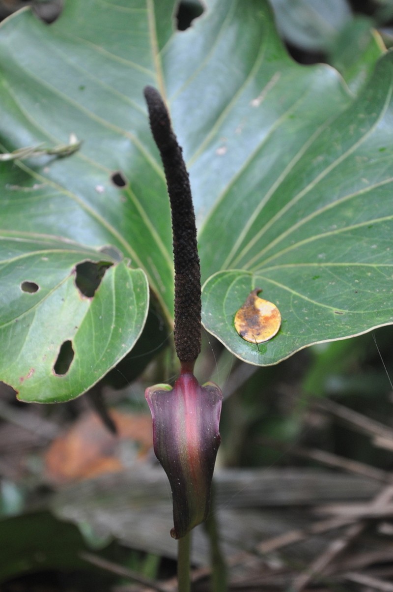 Anthurium laevum photo 2