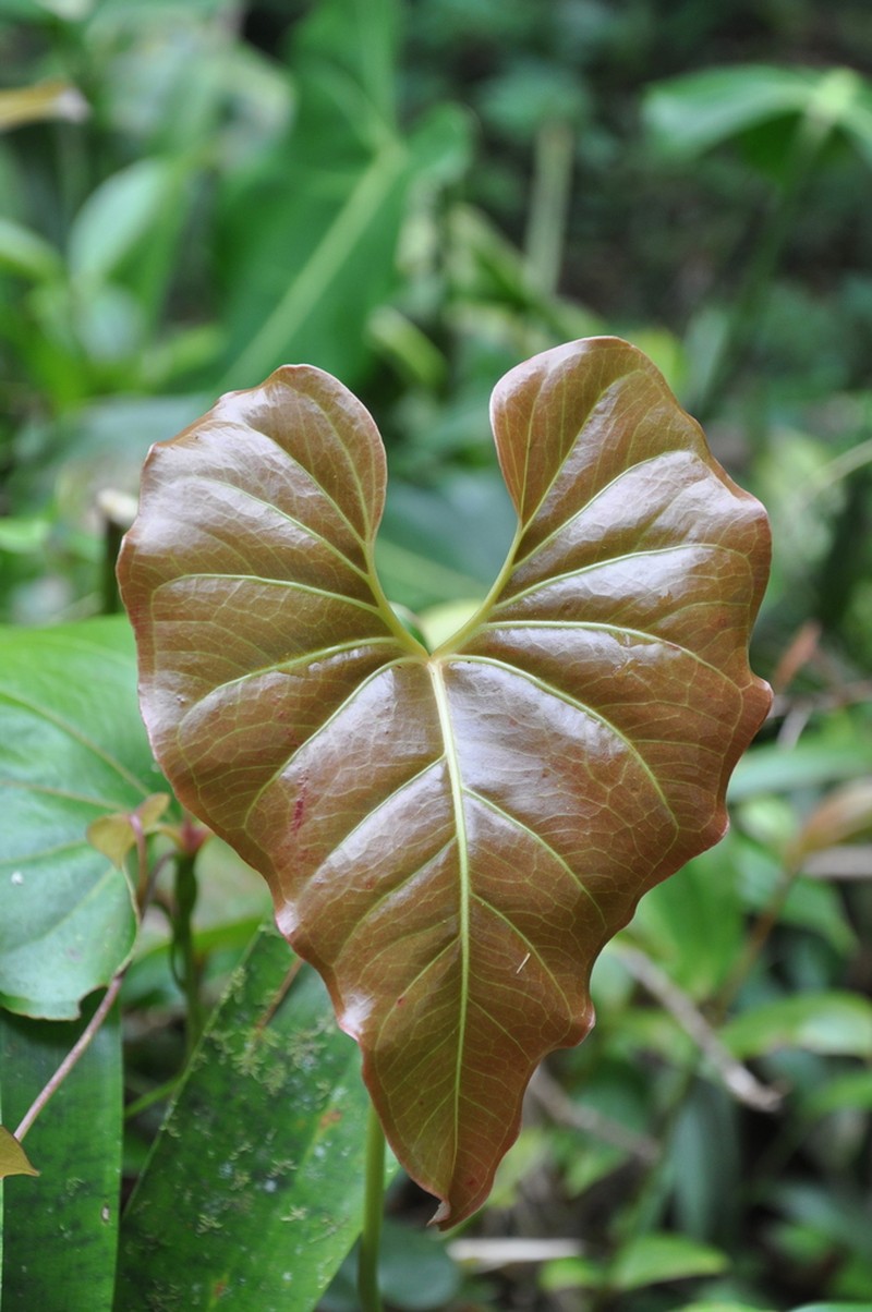 Anthurium laevum photo 3