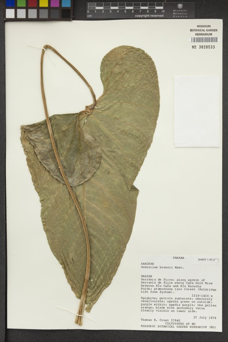 Anthurium laevum photo 5