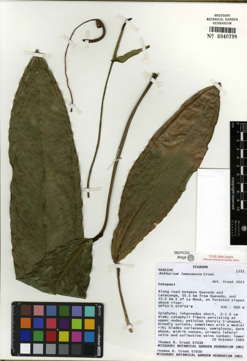 Anthurium lamanense