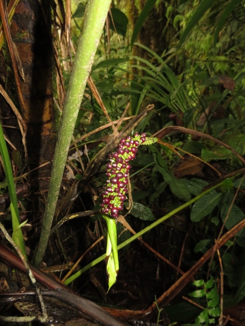 Anthurium lancea photo 2