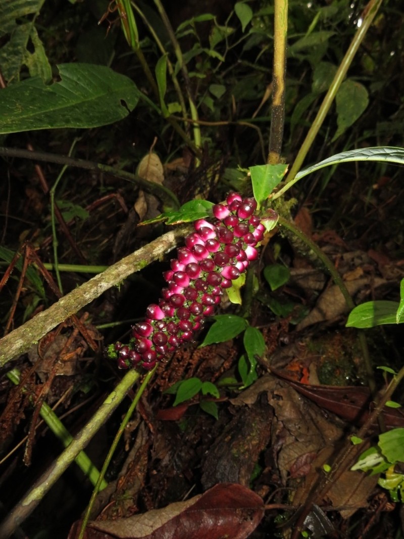 Anthurium lancea photo 3