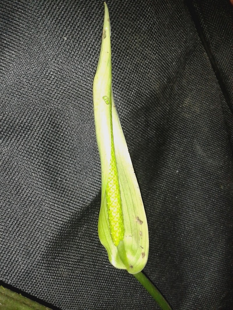 Anthurium lancea photo 4