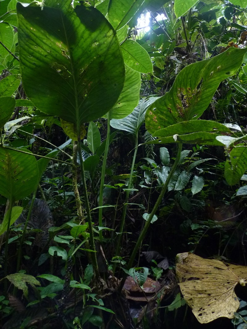 Anthurium lancea photo 5