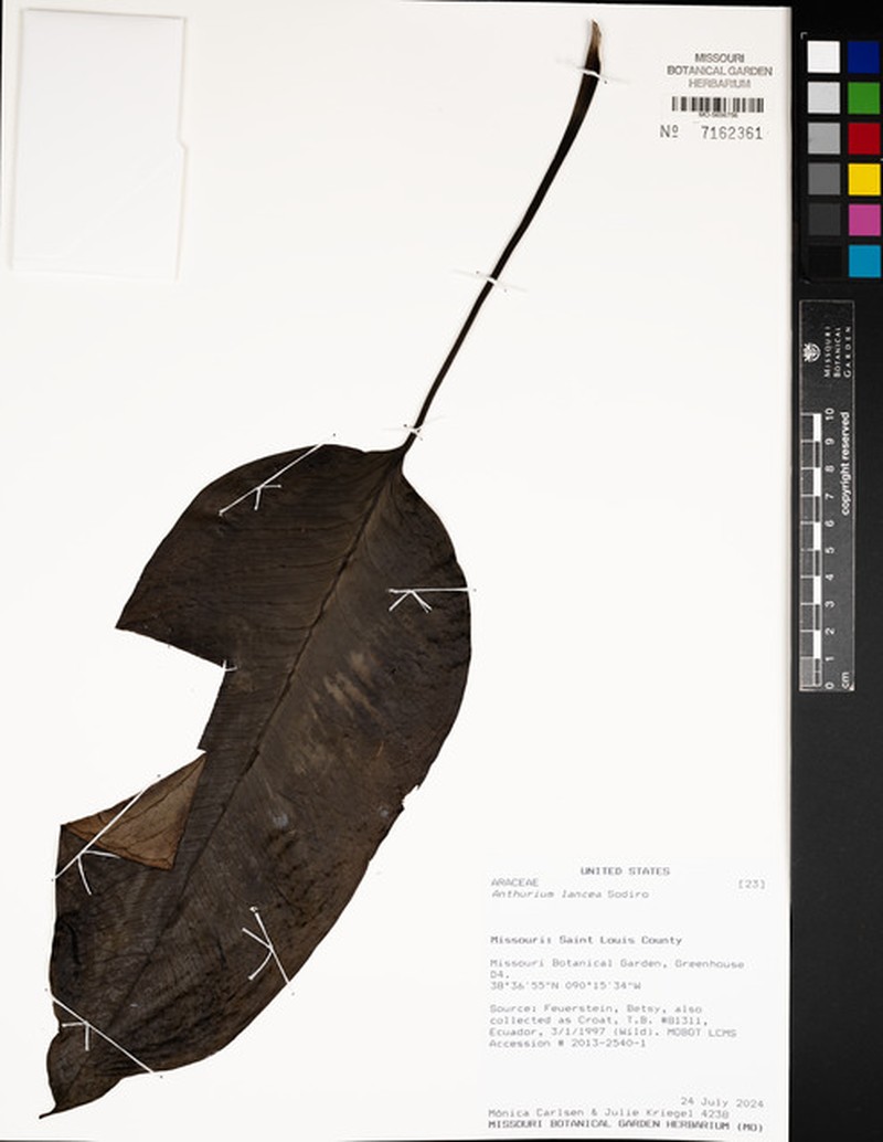 Anthurium lancea photo 6