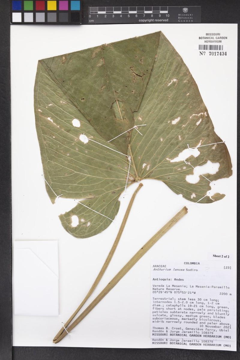 Anthurium lancea photo 7