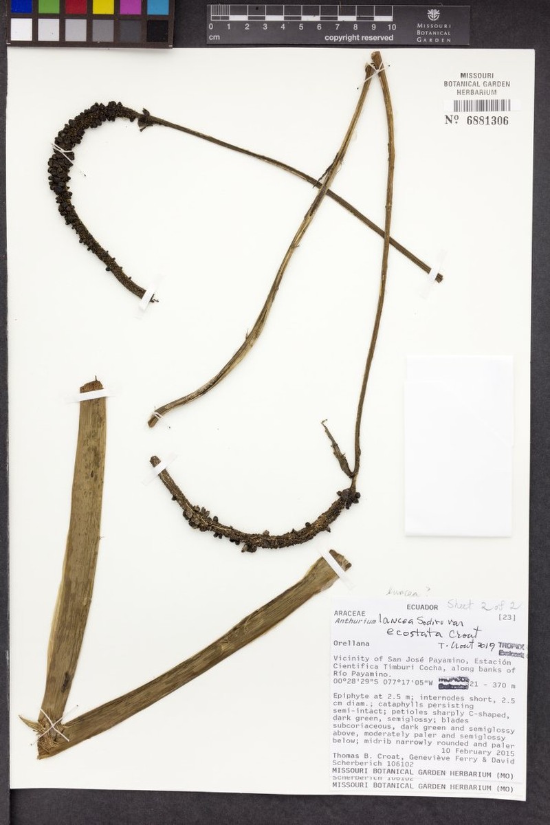 Anthurium lancea photo 8