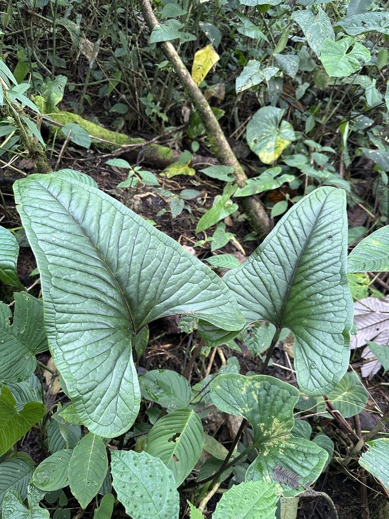 Anthurium lancea