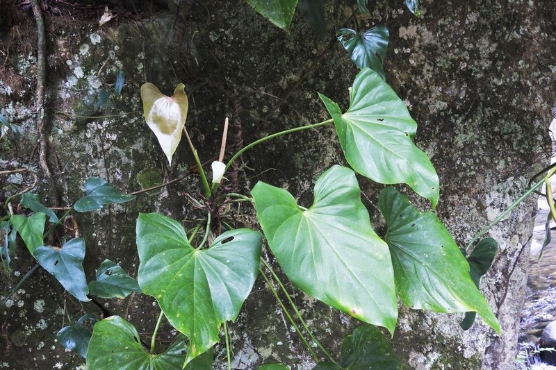 Anthurium lancetillense