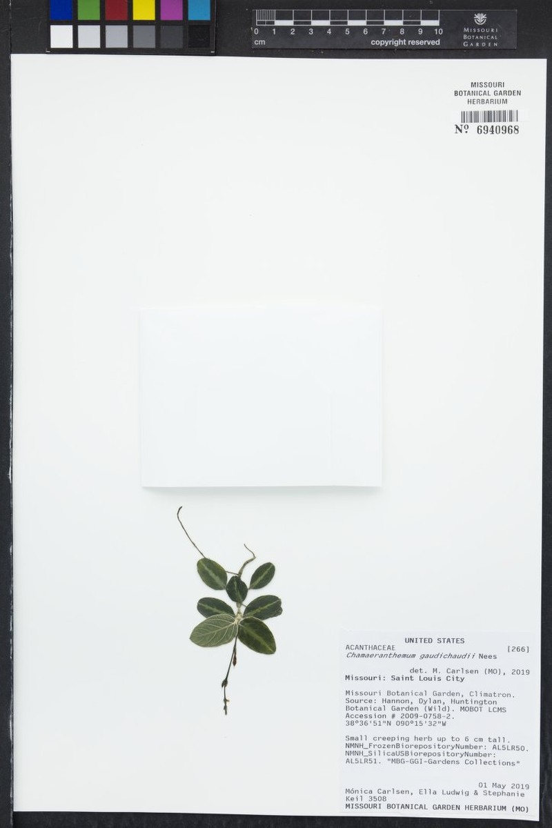 Anthurium lancetillense photo 3