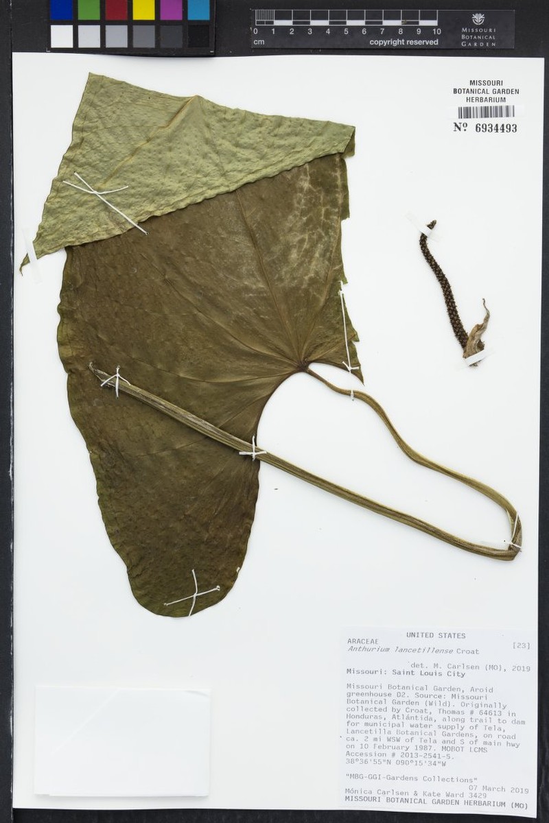 Anthurium lancetillense photo 4