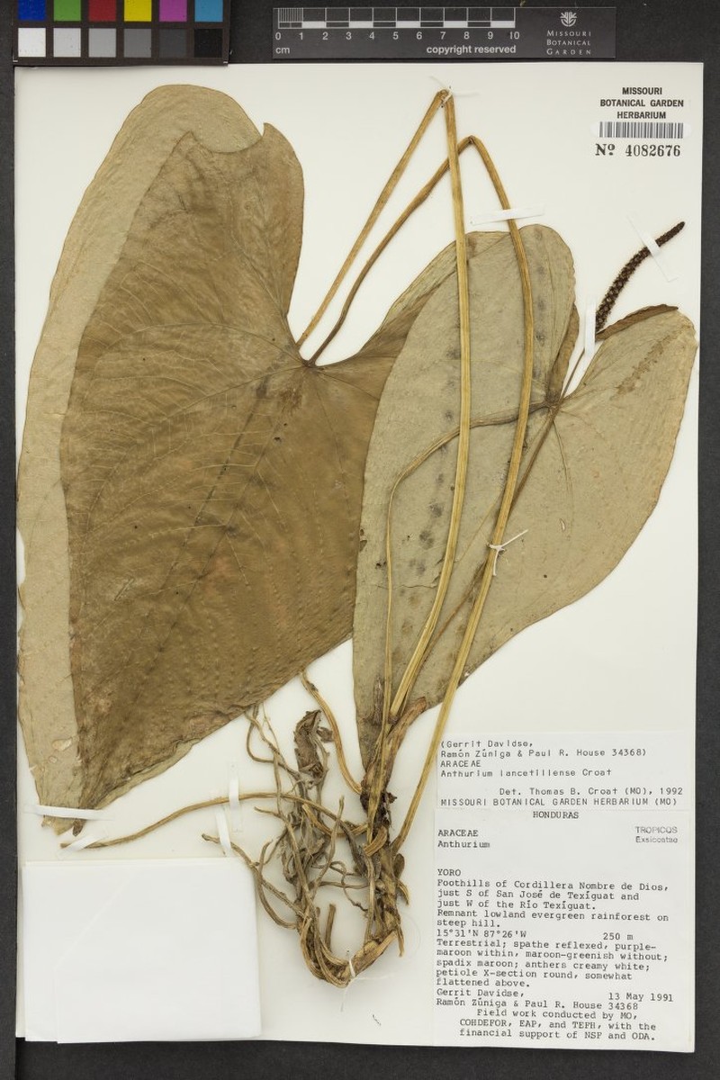 Anthurium lancetillense photo 5