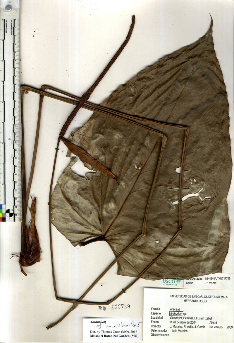 Anthurium lancetillense