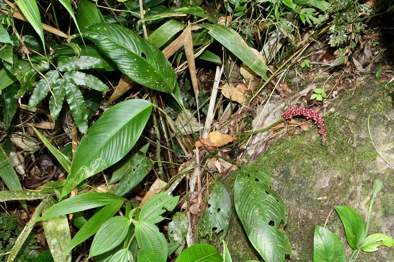 Anthurium lancifolium