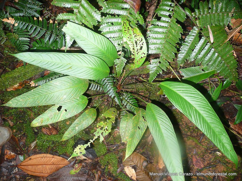 Anthurium lancifolium photo 2